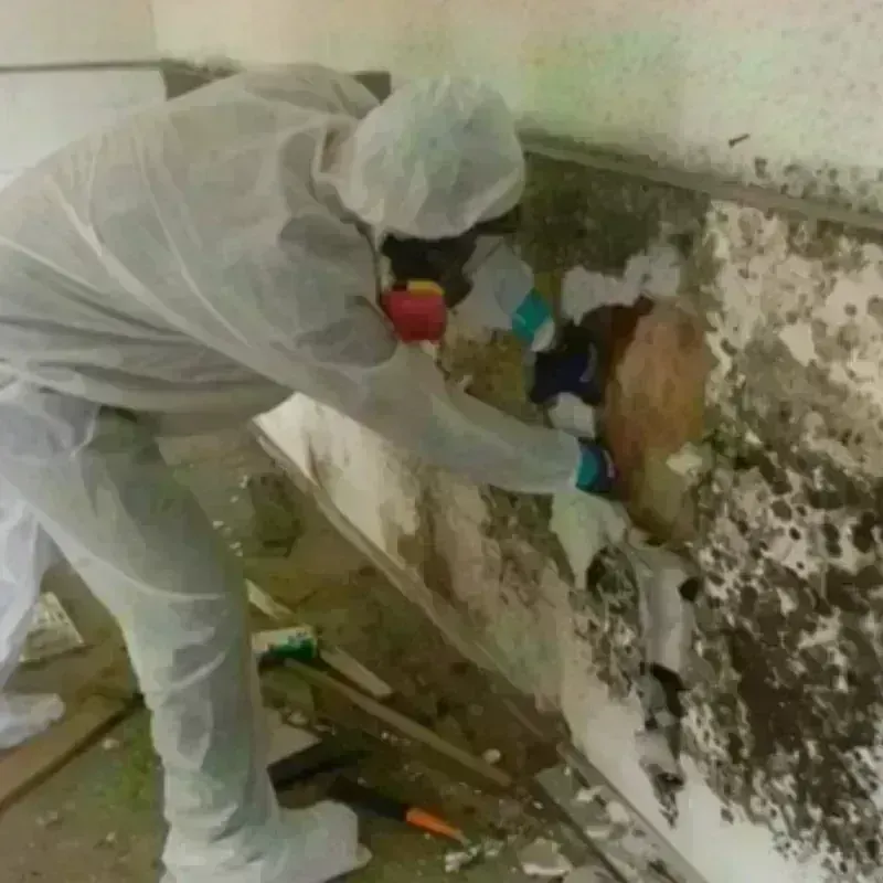 Mold Remediation and Removal in Townshend, VT